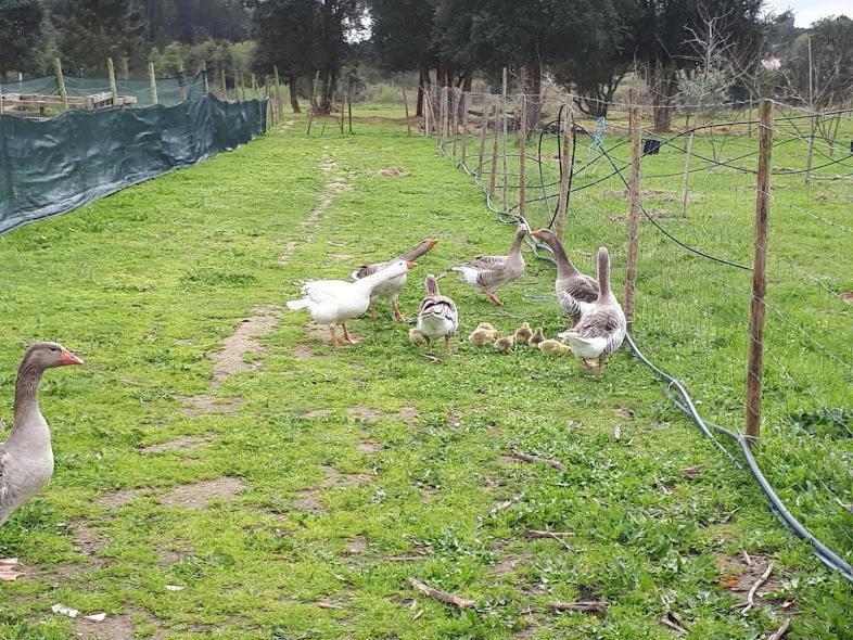 Appartamento Granja Mg Bombarral Esterno foto