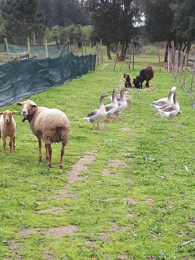 Appartamento Granja Mg Bombarral Esterno foto